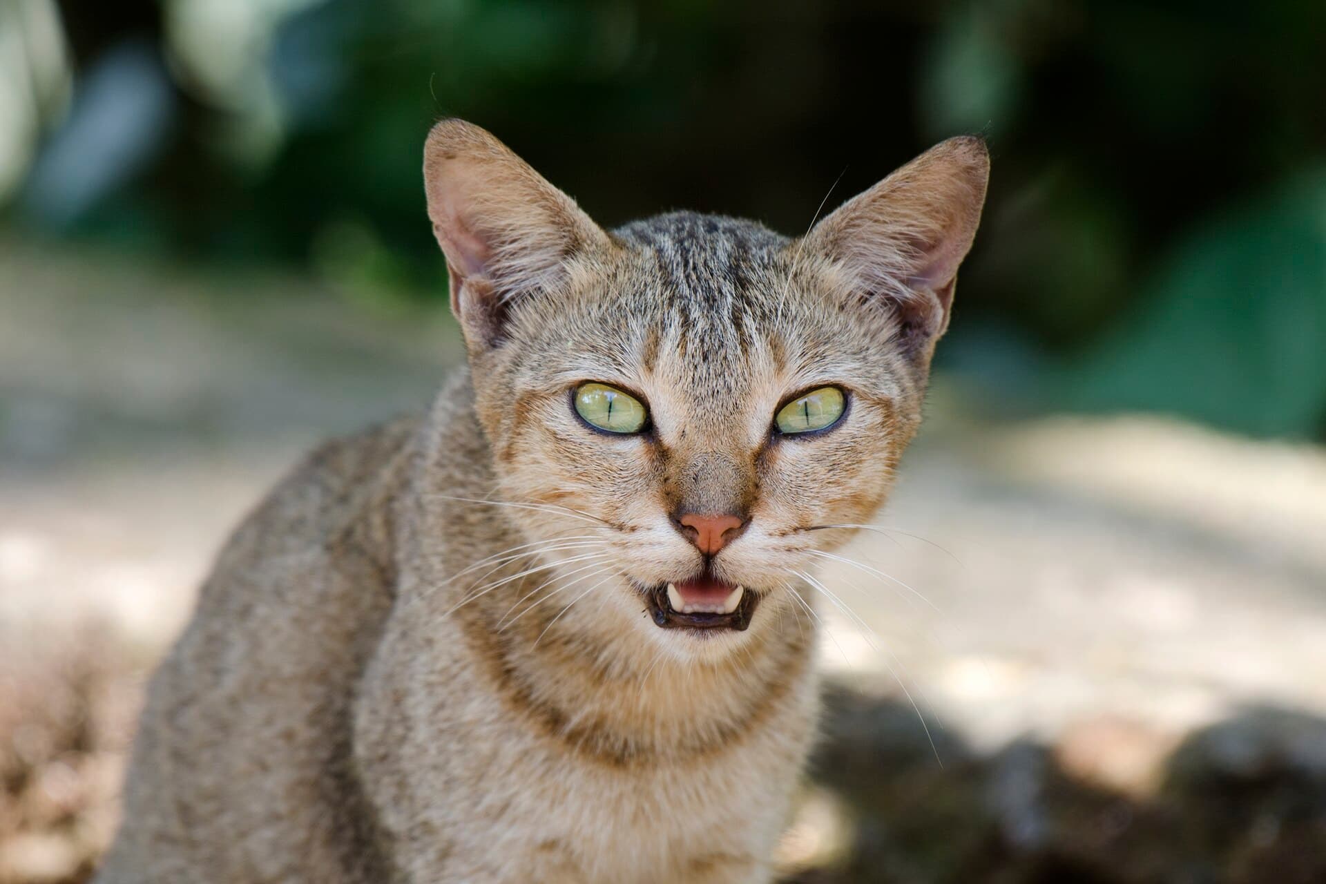Gato
