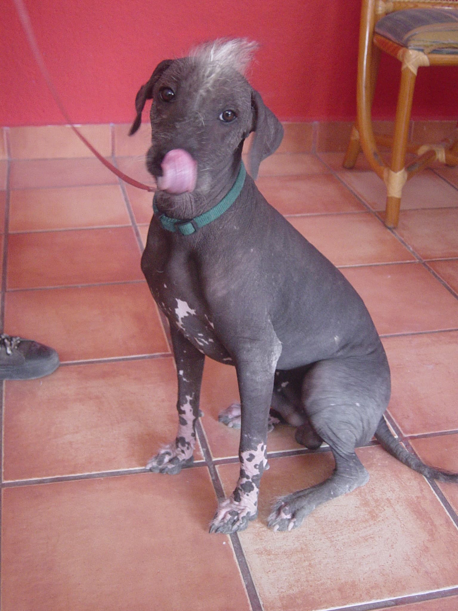 Perro