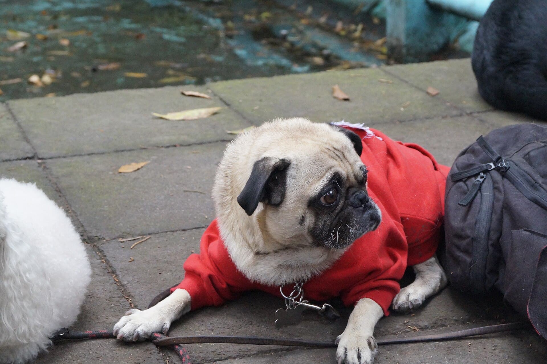 Pug con suéter rojo en Parque España
