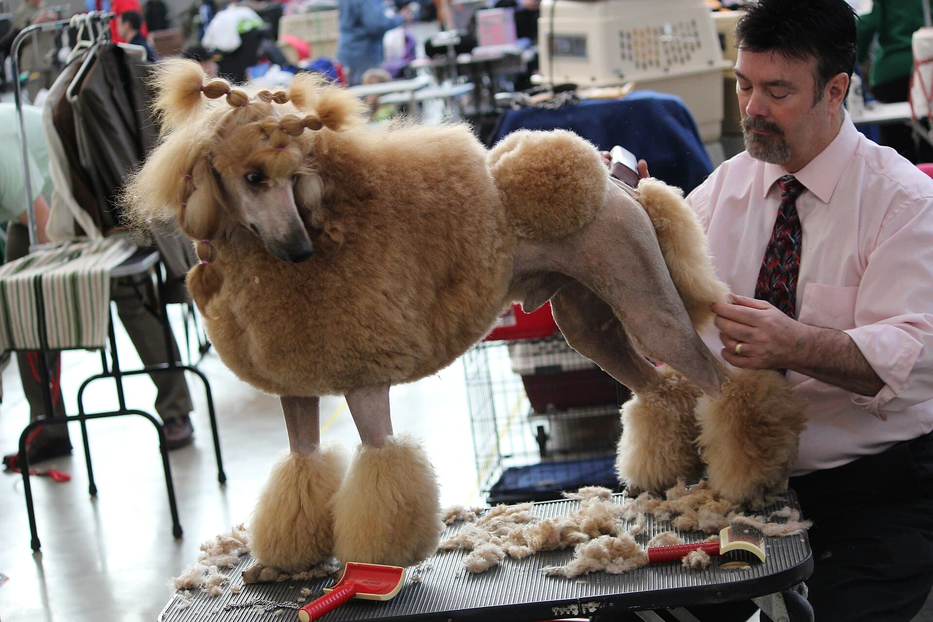 Poodle en la mesa de la estética