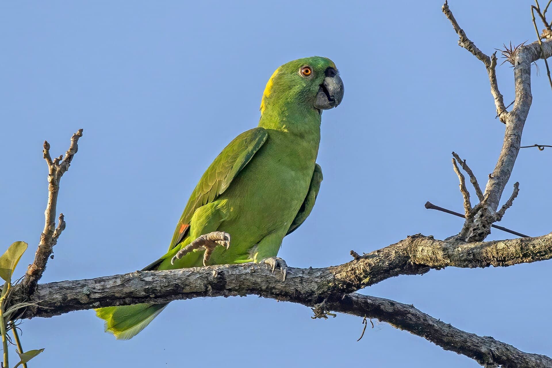 Loro