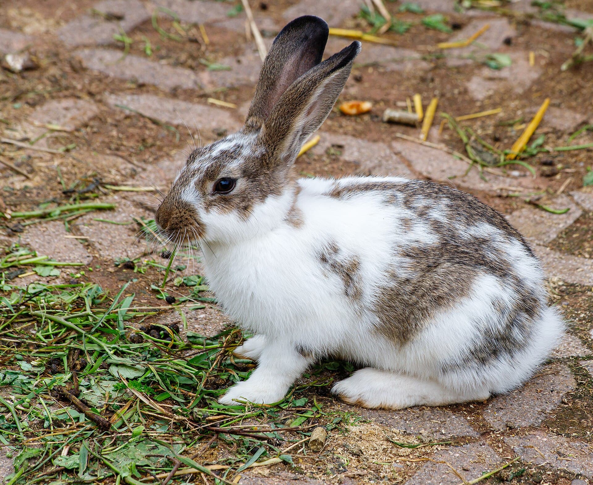 Conejo