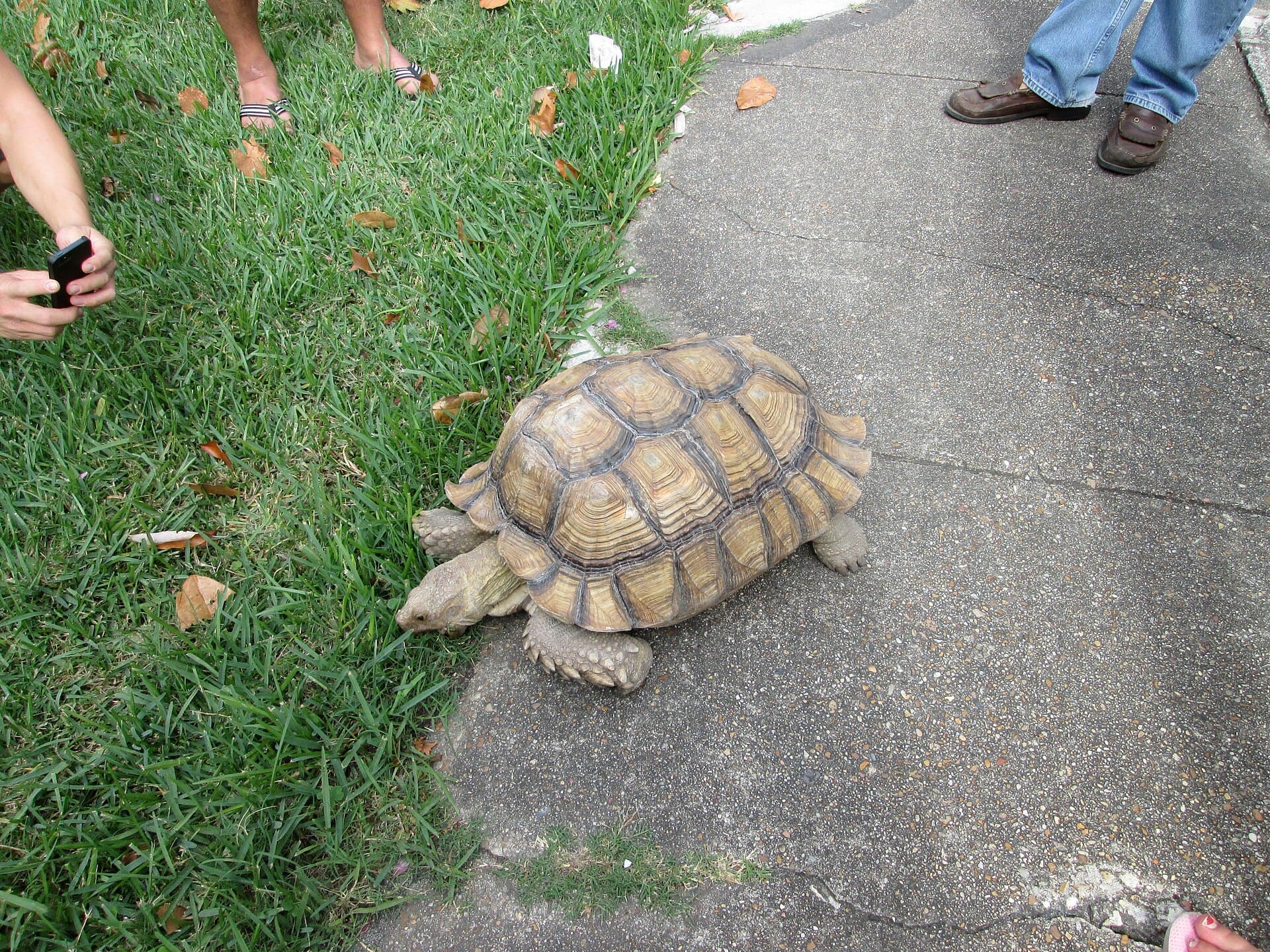 Tortuga