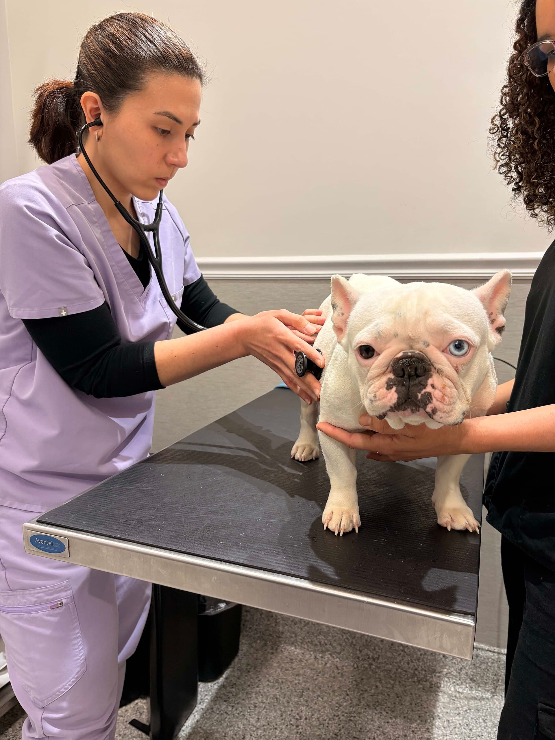 Veterinaria revisando a un perro con estetoscopio
