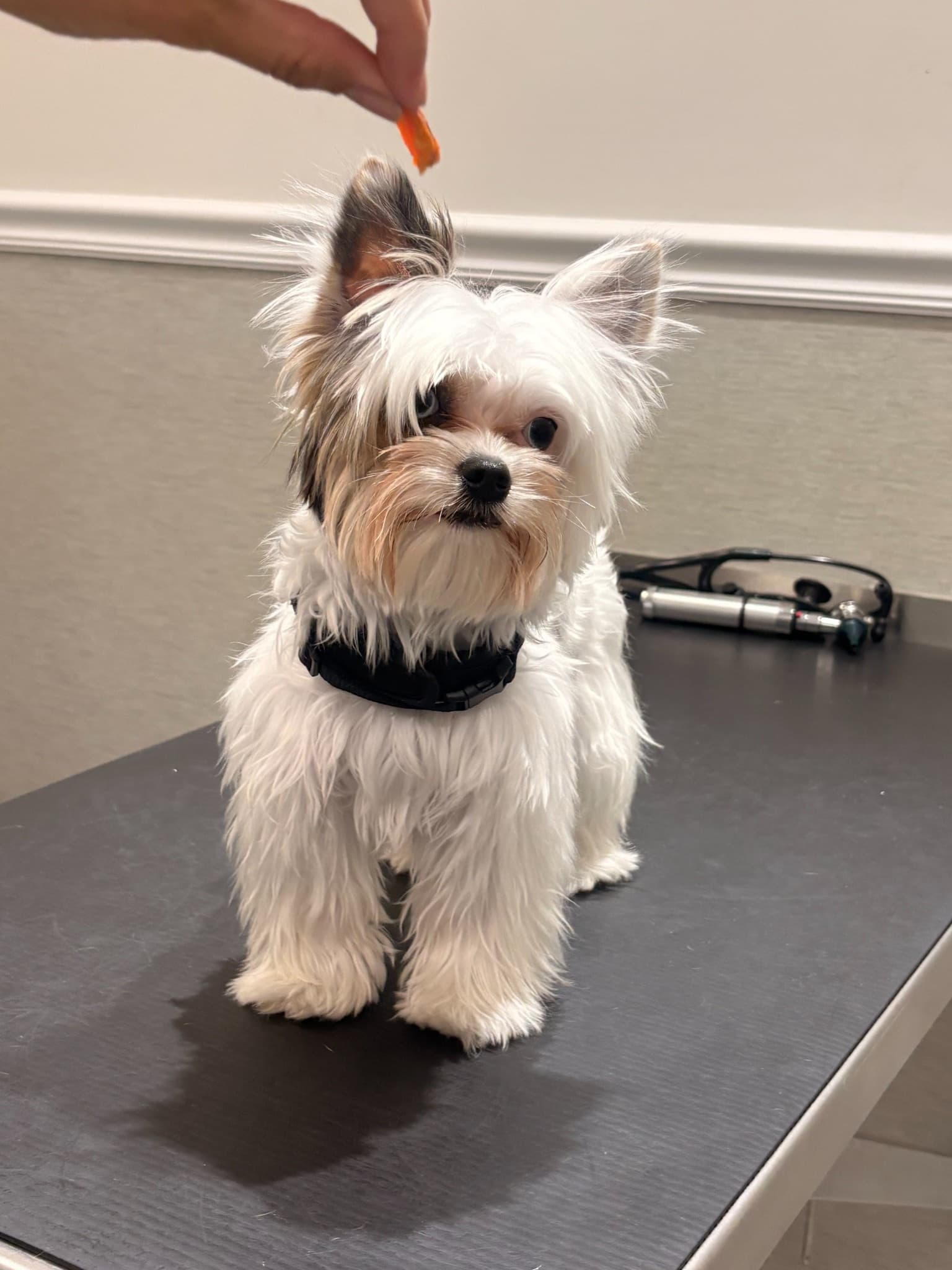 Perro pequeño mirando un premio en la clínica