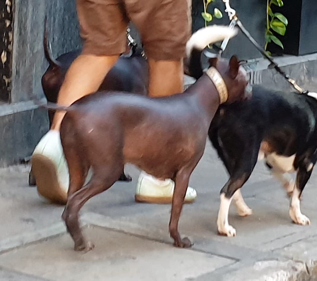 Xoloitzcuintle en Mérida, Yucatán